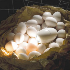 �������߾�����KOIZUMI�����ݥåȥ饤�ȡ��ץ饰����12V50W���������ϥ�����ASE940954