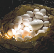 KOIZUMI �������� �������� ���ݥåȥ饤�ȡʥץ饰�� ���ݥåȥ饤��  ��Ǯ�ϥ������ ASE940949