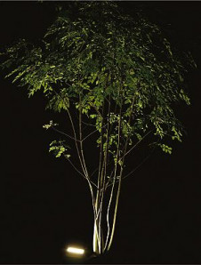 DAIKO ����ŵ� �����ȥɥ� DWP-35695 ���ͼ̿�